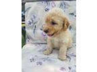 Mutt Puppy for sale in Montevideo, MN, USA