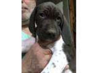 German Shorthaired Pointer Puppy for sale in Albion, ME, USA