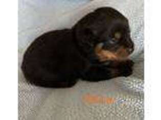 Rottweiler Puppy for sale in Fayetteville, PA, USA