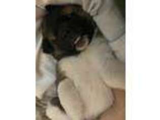 Akita Puppy for sale in Chandler, AZ, USA