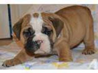 Bulldog Puppy for sale in SUFFOLK, VA, USA