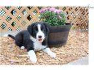 Border Collie Puppy for sale in Saint Louis, MO, USA