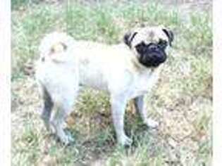 Pug Puppy for sale in Lake Wales, FL, USA