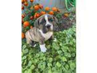 Bulldog Puppy for sale in Wooster, OH, USA