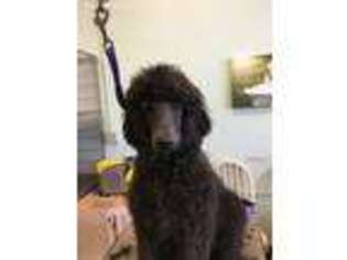 Mutt Puppy for sale in Oakdale, CT, USA