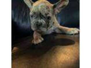 French Bulldog Puppy for sale in Newark, OH, USA
