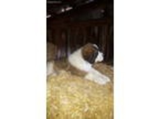 Saint Bernard Puppy for sale in Hagerstown, MD, USA