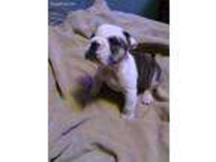 Bulldog Puppy for sale in Decatur, AR, USA