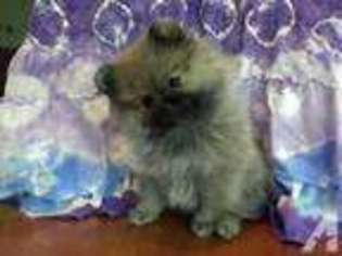 Pomeranian Puppy for sale in NEW LONDON, OH, USA