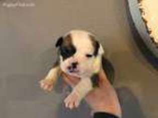 Bulldog Puppy for sale in Minneapolis, MN, USA