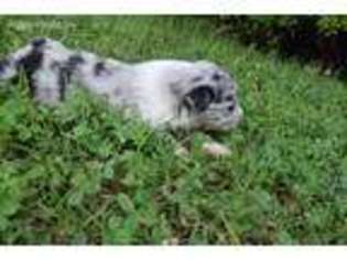 Australian Shepherd Puppy for sale in Sweetwater, TN, USA