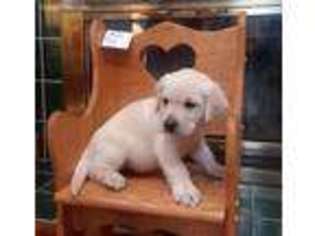 Labrador Retriever Puppy for sale in Belle Center, OH, USA
