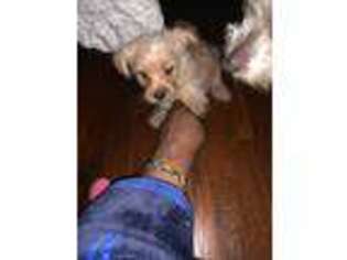 Yorkshire Terrier Puppy for sale in Richmond, VA, USA