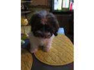Havanese Puppy for sale in Woodward, OK, USA