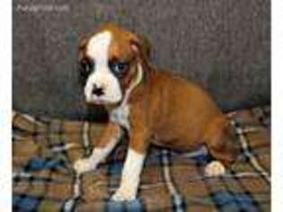 Boxer Puppy for sale in El Dorado Springs, MO, USA
