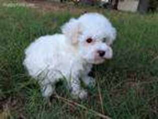 Mutt Puppy for sale in Fruitvale, TX, USA