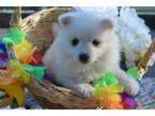 American Eskimo Dog Puppy for sale in Springfield, MO, USA