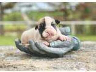 Bulldog Puppy for sale in Konawa, OK, USA