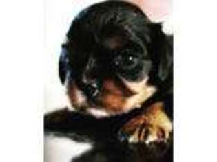 English Toy Spaniel Puppy for sale in Wolfforth, TX, USA