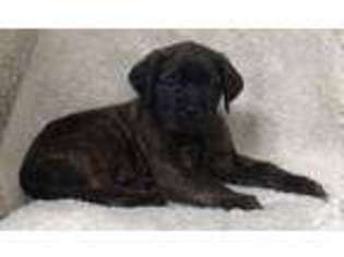 Mastiff Puppy for sale in FLORENCE, KY, USA