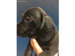 Dachshund Puppy for sale in Orange Park, FL, USA