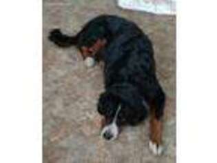 Bernese Mountain Dog Puppy for sale in Repton, AL, USA
