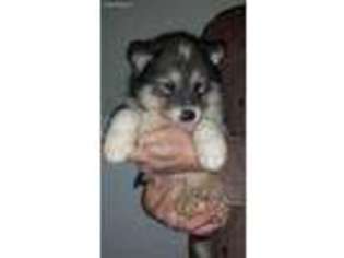Native American Indian Dog Puppy for sale in Harmony, ME, USA