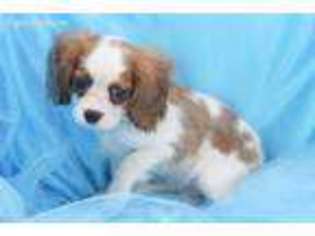 Cavalier King Charles Spaniel Puppy for sale in Summerfield, NC, USA