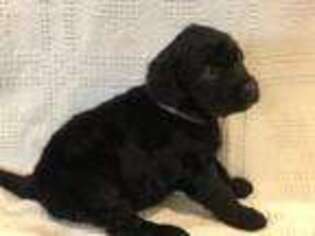 Labradoodle Puppy for sale in Gilbert, SC, USA