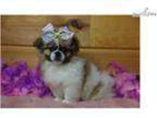 Pekingese Puppy for sale in Springfield, MO, USA