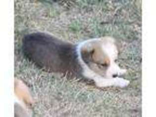 Pembroke Welsh Corgi Puppy for sale in Canadian, TX, USA