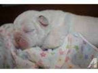Olde English Bulldogge Puppy for sale in BETHEL, OH, USA