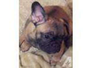 French Bulldog Puppy for sale in CONCORD, NH, USA