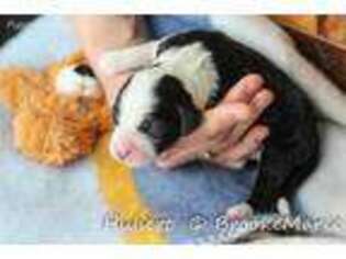 Mutt Puppy for sale in Hanska, MN, USA