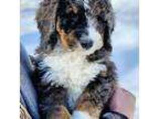 Mutt Puppy for sale in Hallock, MN, USA