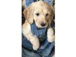 Labradoodle Puppy for sale in Garden City, UT, USA