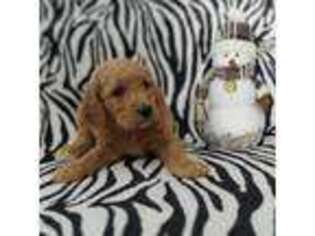 Goldendoodle Puppy for sale in Kalona, IA, USA