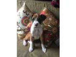 Boxer Puppy for sale in Chardon, OH, USA