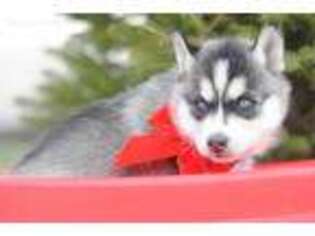 Siberian Husky Puppy for sale in Modoc, IN, USA