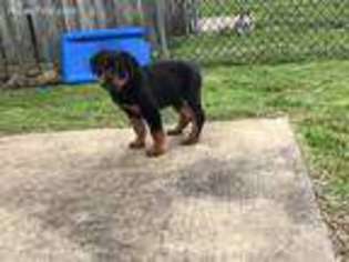 Rottweiler Puppy for sale in Fort Campbell, KY, USA