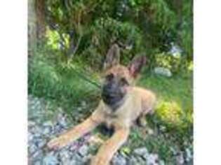 Belgian Malinois Puppy for sale in Christiana, TN, USA