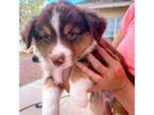Miniature Australian Shepherd Puppy for sale in Apache Junction, AZ, USA