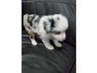 Miniature Australian Shepherd Puppy for sale in Baton Rouge, LA, USA