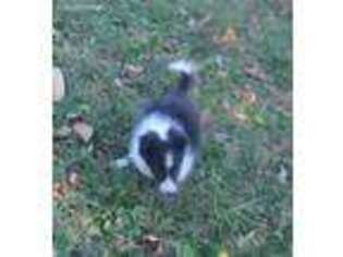 Shetland Sheepdog Puppy for sale in Fairfield, ME, USA