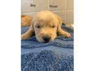 Golden Retriever Puppy for sale in Elnora, IN, USA