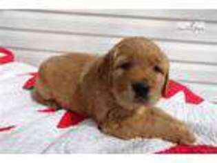 Golden Retriever Puppy for sale in Pittsburgh, PA, USA
