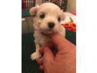 Maltese Puppy for sale in Danbury, CT, USA