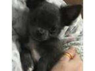 Chihuahua Puppy for sale in Roanoke, AL, USA