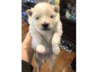 Pomeranian Puppy for sale in Gadsden, AL, USA