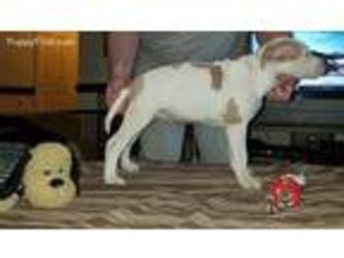 American Staffordshire Terrier Puppy for sale in Greenville, NC, USA